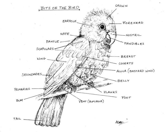 Parts of a bird