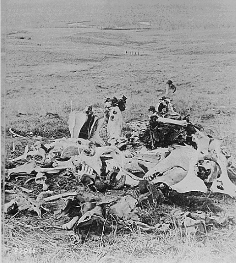 A Pile of bleached Bones on the Little Big Horn Battlefield, Looking West Towards the River