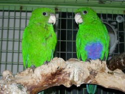 blue-bellied parrot