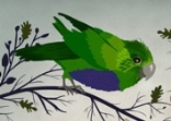 Blue-bellied Parrot