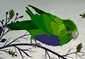 Purple-Bellied Parrot