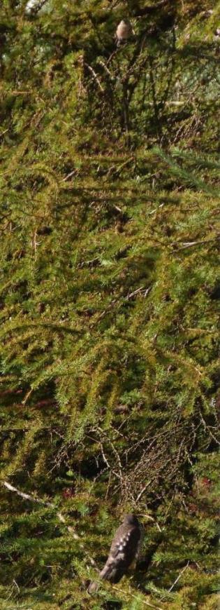 sparrowhawk watches chaffinch