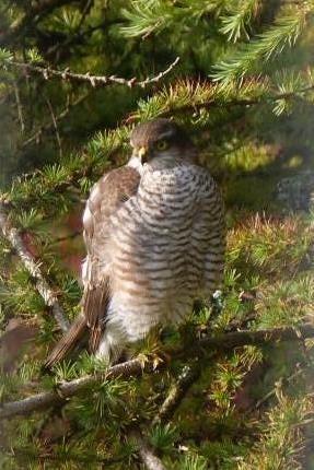 sparrowhawk rear view